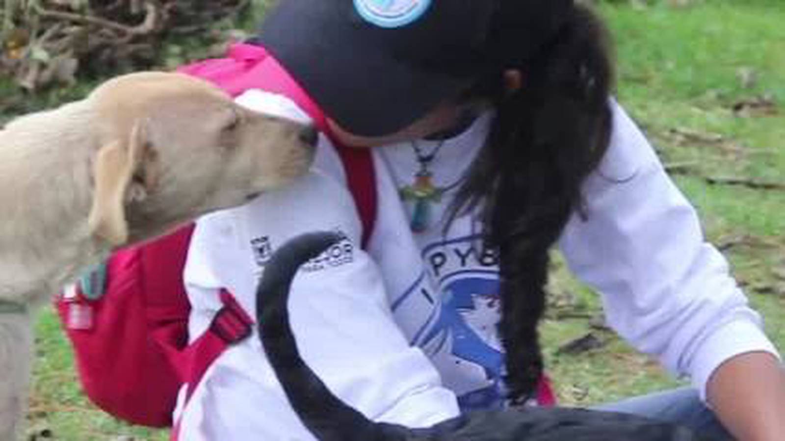 Dónde esterilizar a su mascota gratis en Bogotá durante julio (perros
