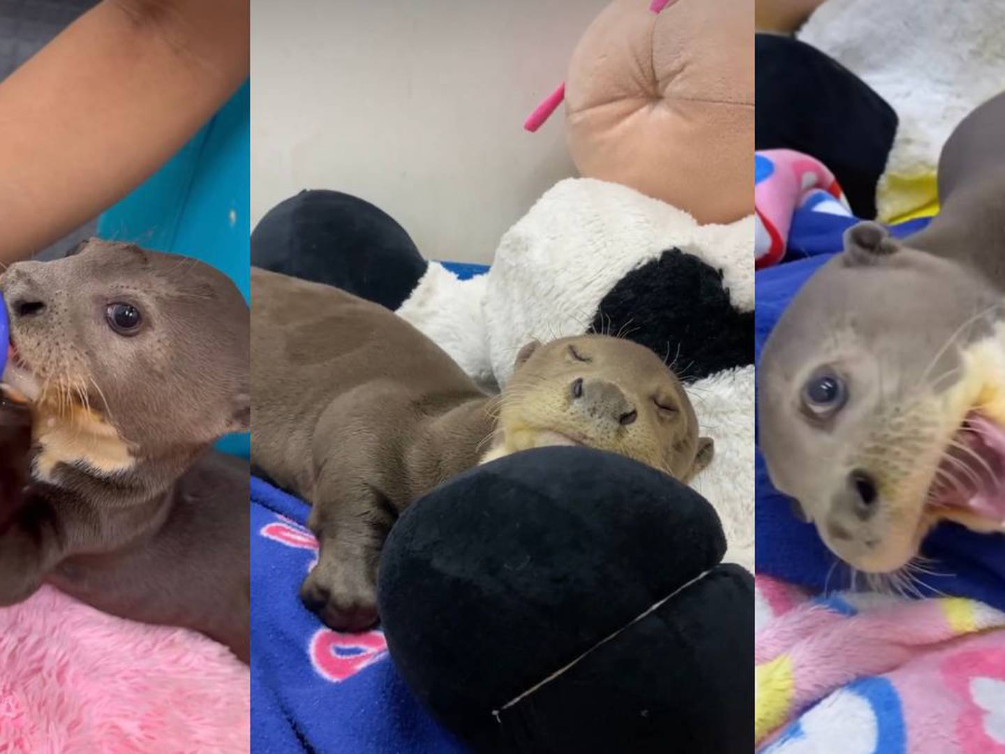 La nutria bebe abandonada que se recupera en el Zoologico de Cali -  TuBarco Noticias