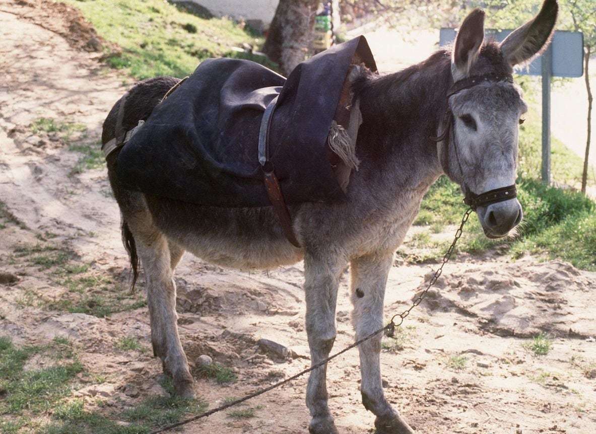 15 Adolescentes contraen rabia por practicar sexo con una burra –  Publimetro Colombia