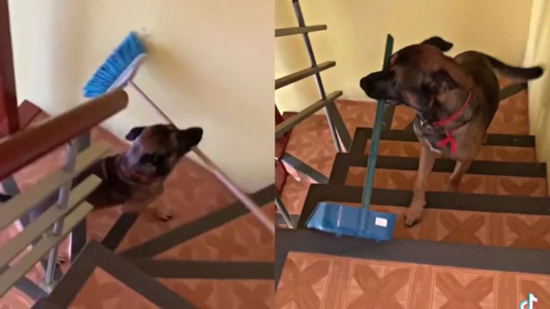 Una adorable mascota que ayuda en el hogar