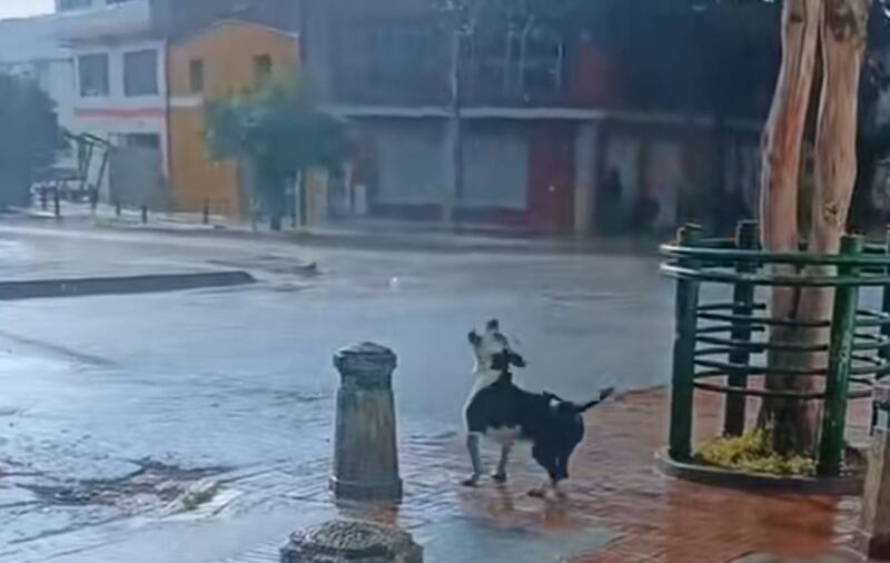 Perrito se volvió tendencia por jugar con la lluvia en Bogotá después de los incendios