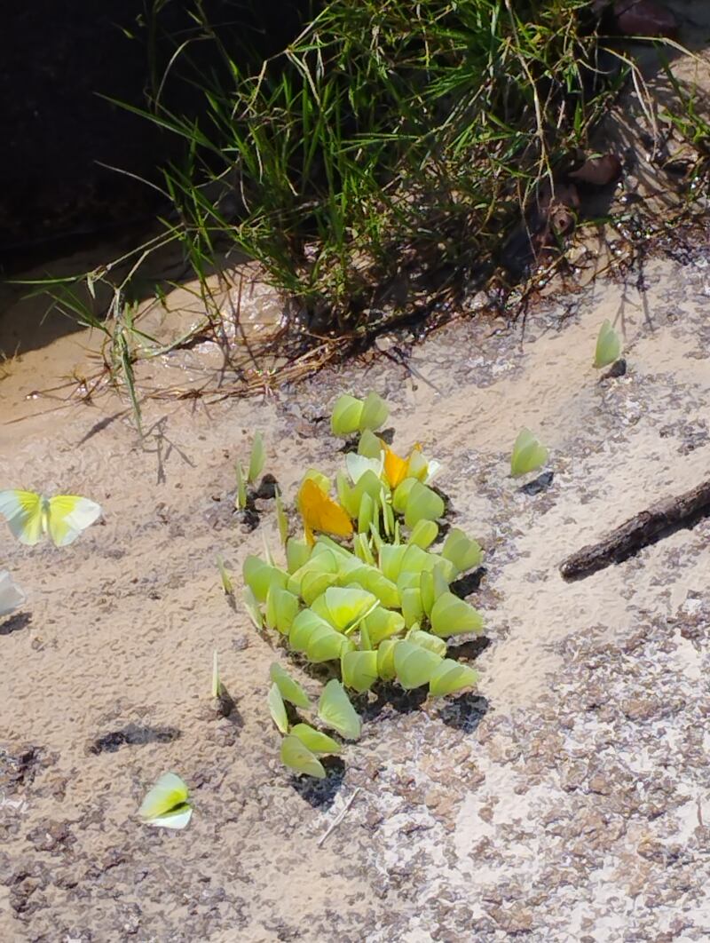 Mariposas amarillas en una roca en río de Guainía.