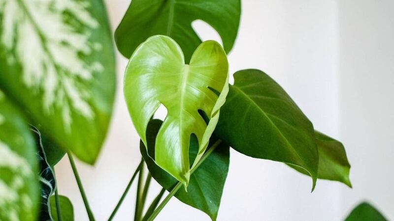 5 truques para que as folhas das suas plantas não fiquem amareladas e morram