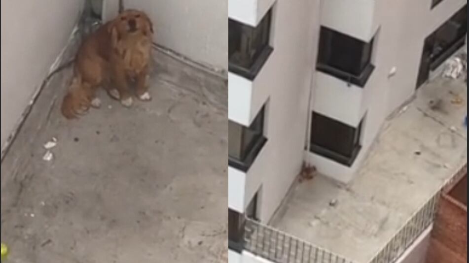 Habitantes de Bogotá denuncian el abandono a un perrito en la terraza de un edificio: Piden ayuda