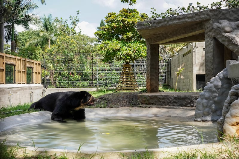 Oso andino en el Parque de la Conservación de Medellín