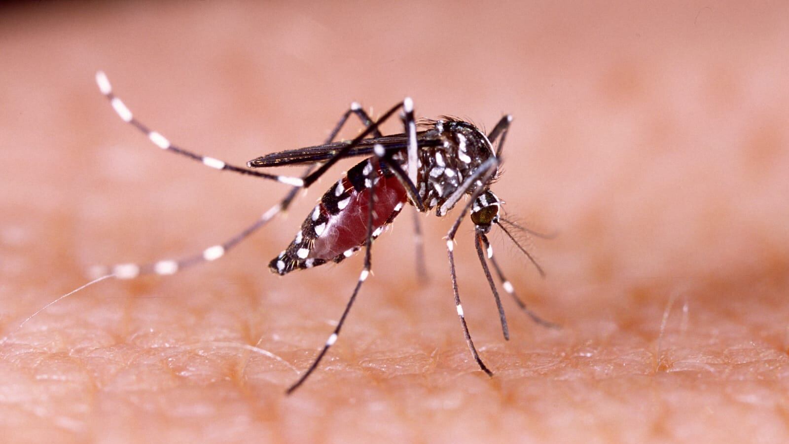 El mosquito es el principal transmisor del dengue por eso hay que tener limpieza y evitar la acumulación de agua.