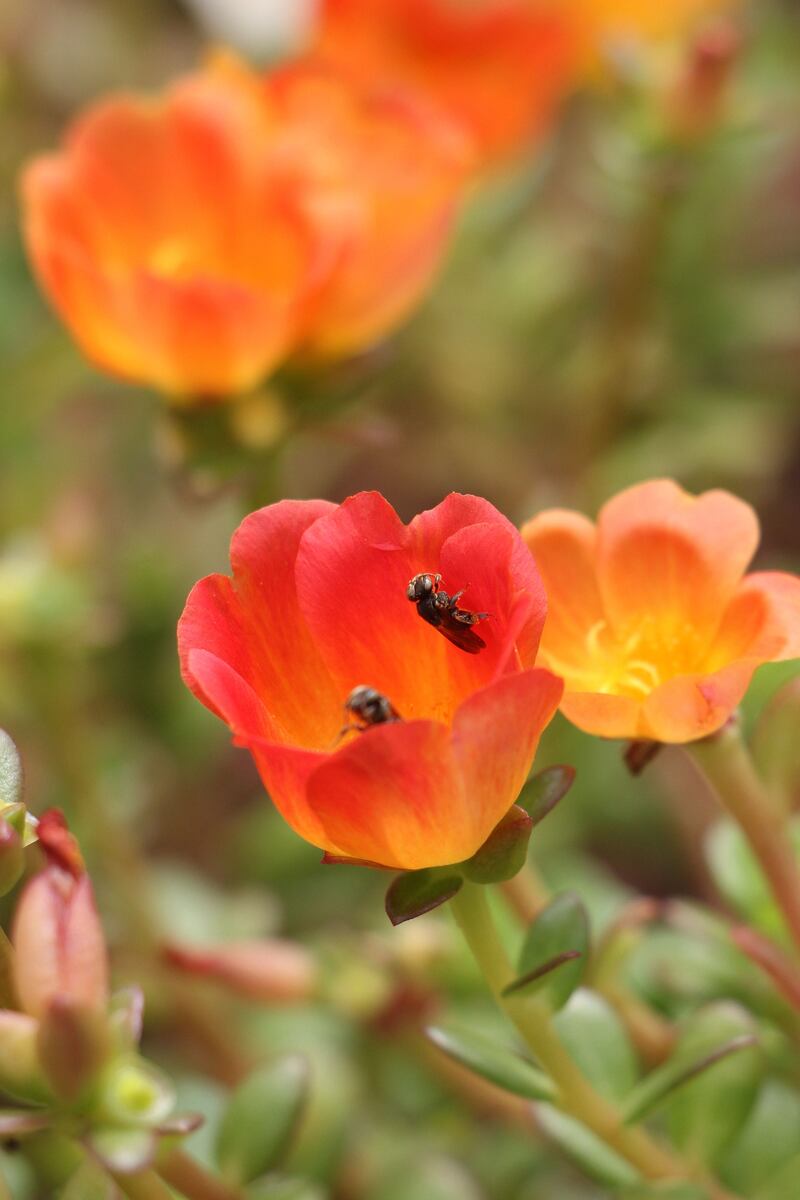 En Cali inaugurarán el Jardín Botánico de Cali, un espacio que reúne la vegetación y la flora del Valle del Cauca.