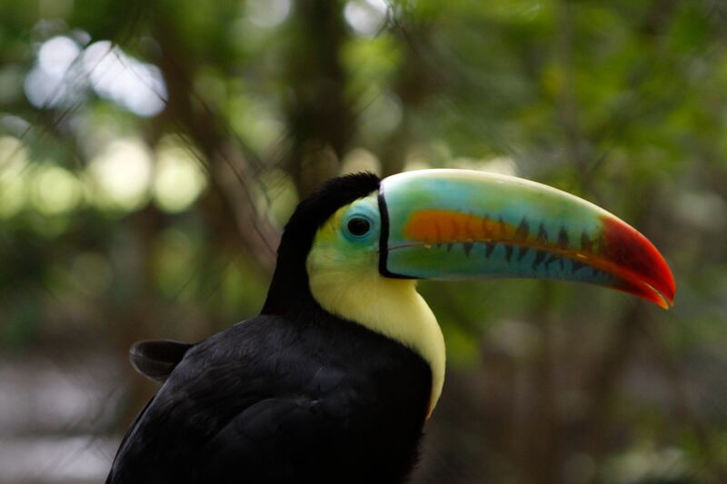 Tucán en el Aviario Nacional de Barú.