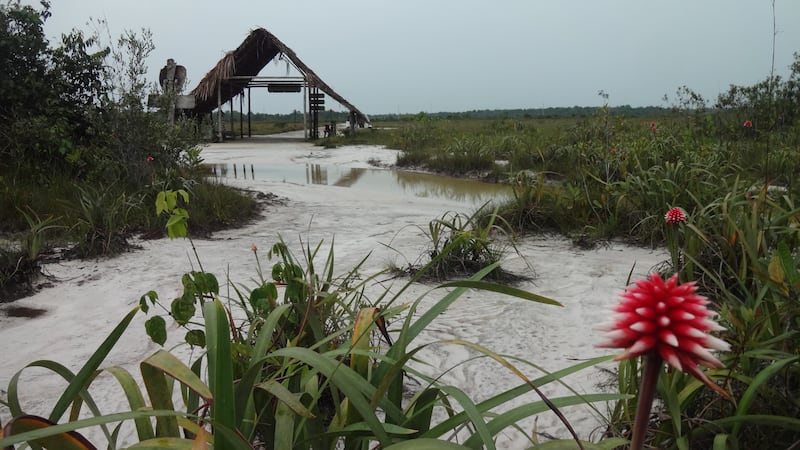 Santuario de la flor de Inírida en Kenke, Guainía.