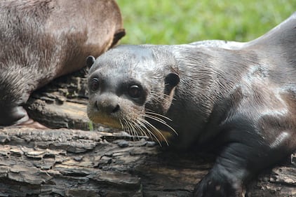 Nacieron tres nutrias gigantes en el zoológico de Cali.