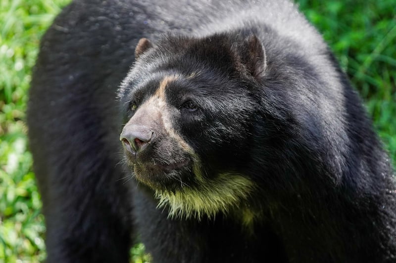 Oso andino en el Parque de la Conservación de Medellín