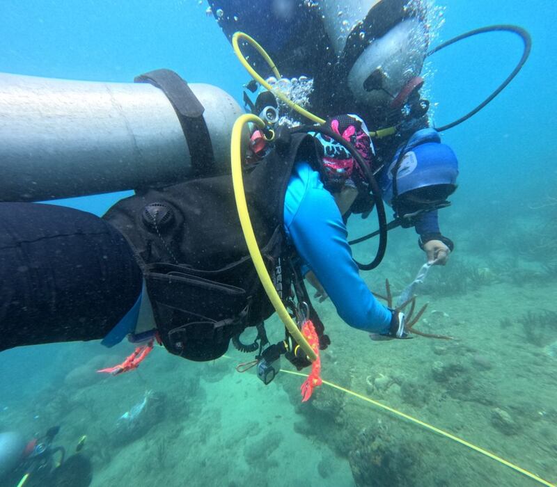 Así se siembran las guarderías de corales en el Caribe colombiano.