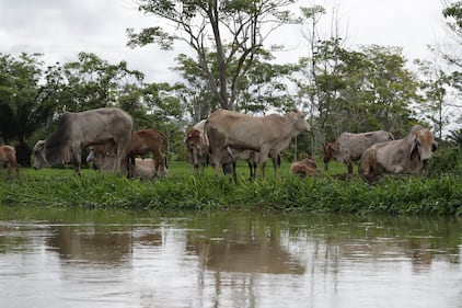 Ciénaga de Ayapel, en Córdoba, zona que hace parte del sistema hídrico de La Mojana, al norte de Colombia.