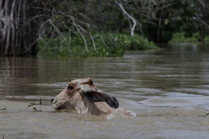 Ciénaga de Ayapel, en Córdoba, zona que hace parte del sistema hídrico de La Mojana, al norte de Colombia.