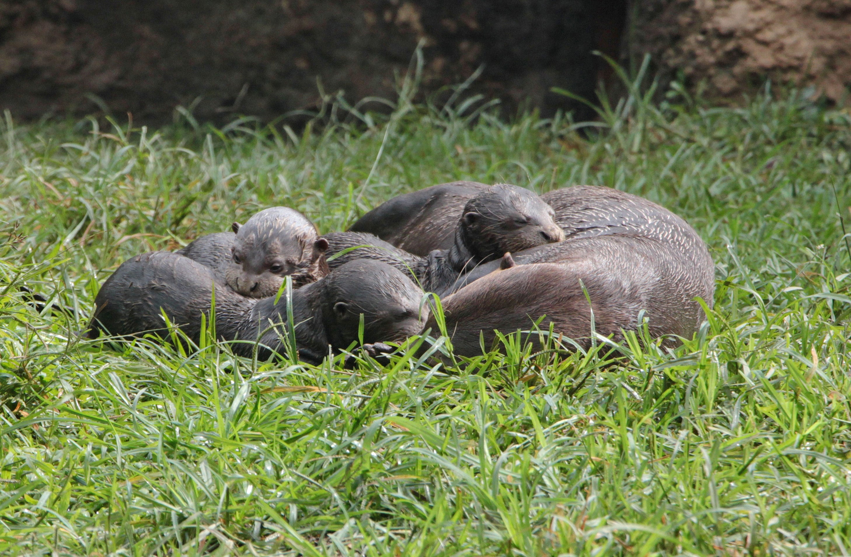 Nacieron tres nutrias gigantes en el zoológico de Cali.