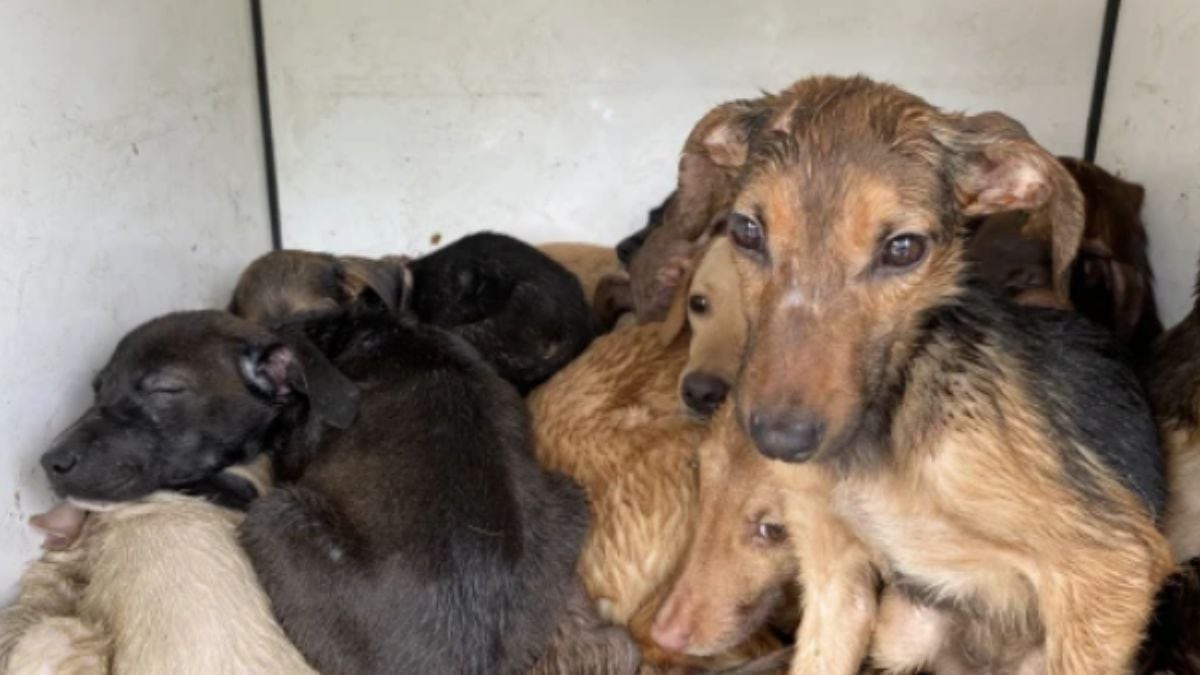 40 animales fueron rescatados de una vivienda en Medellín.