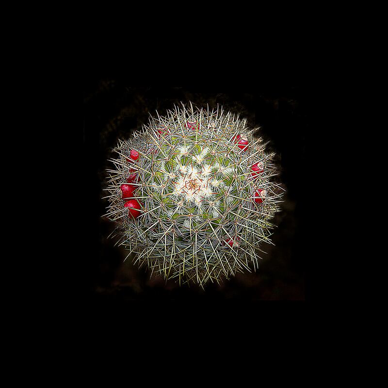Cactus, fotografía de Abdu Eljaiek