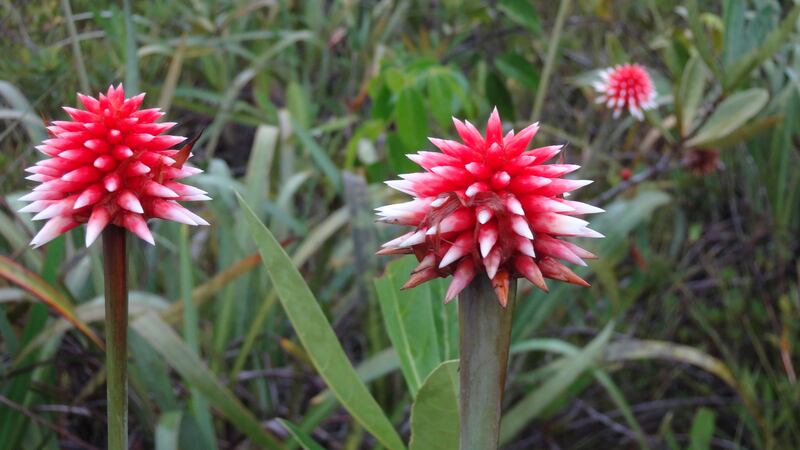 Kenke, un lugar donde habita la flor de Inírida, en Guainía.