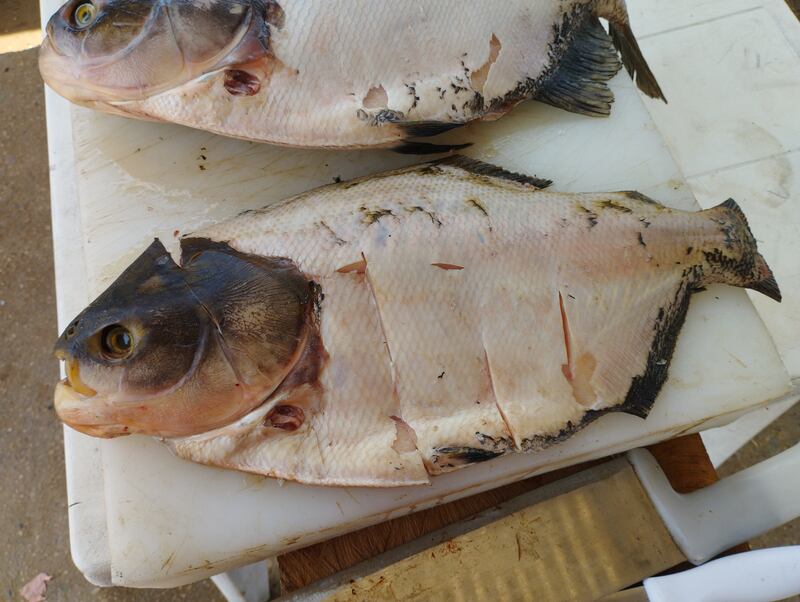 Fotos mercado de pescado en Puerto Inírida.