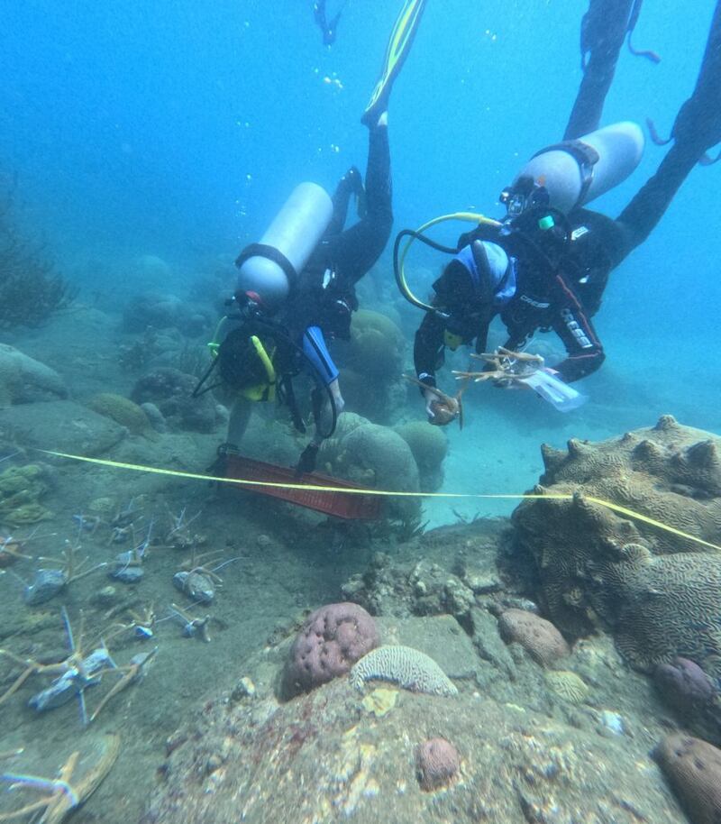 Así se siembran las guarderías de corales en el Caribe colombiano.