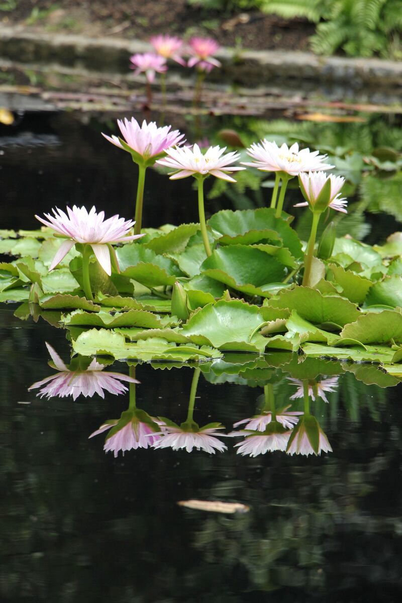 En Cali inaugurarán el Jardín Botánico de Cali, un espacio que reúne la vegetación y la flora del Valle del Cauca.