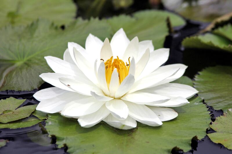 En Cali inaugurarán el Jardín Botánico de Cali, un espacio que reúne la vegetación y la flora del Valle del Cauca.