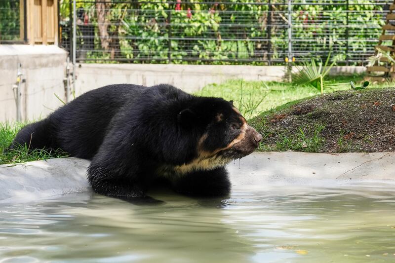 Oso andino en el Parque de la Conservación de Medellín