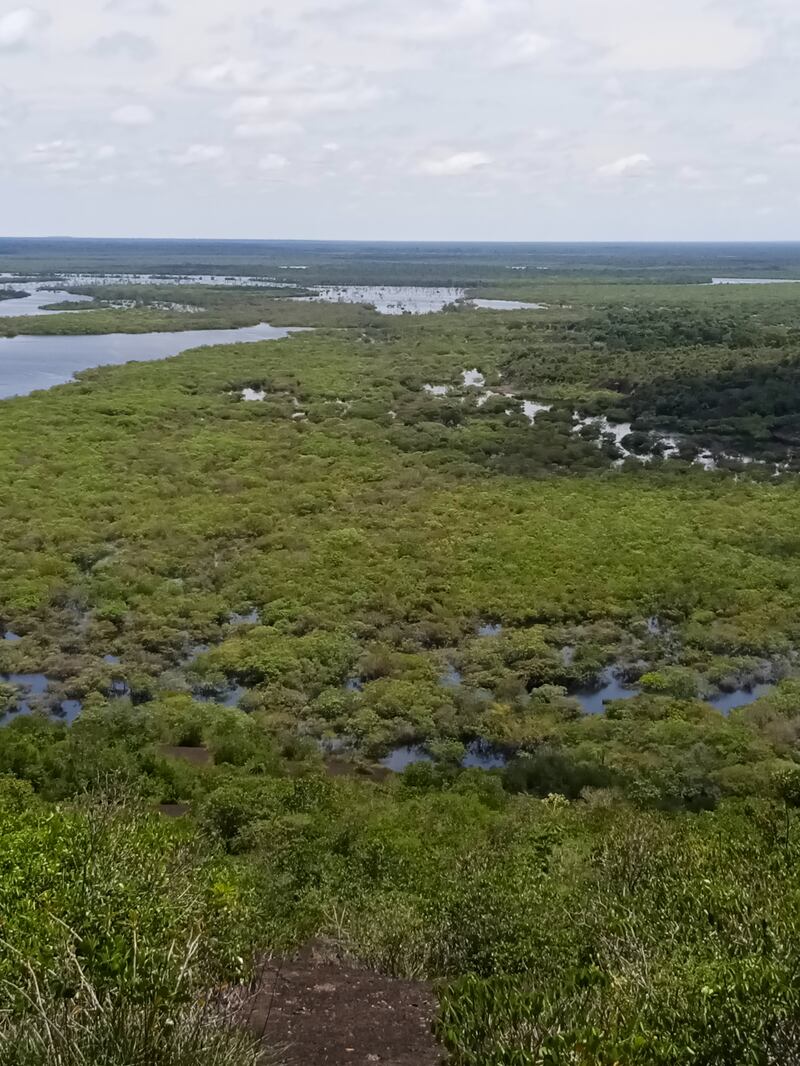 Selva de Matavén, Vichada.