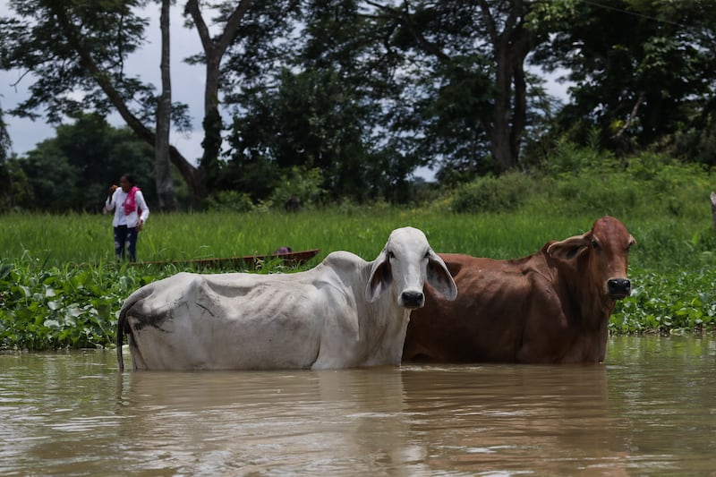 Ciénaga de Ayapel, en Córdoba, zona que hace parte del sistema hídrico de La Mojana, al norte de Colombia.