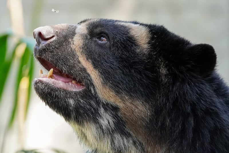 Oso andino en el Parque de la Conservación de Medellín