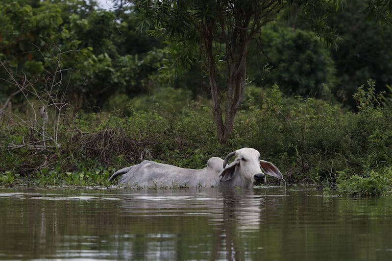 Ciénaga de Ayapel, en Córdoba, zona que hace parte del sistema hídrico de La Mojana, al norte de Colombia.