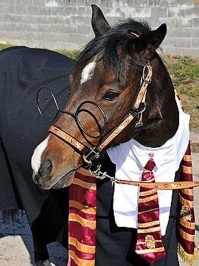 Caballos disfrazados de Harry Potter – Publimetro Colombia