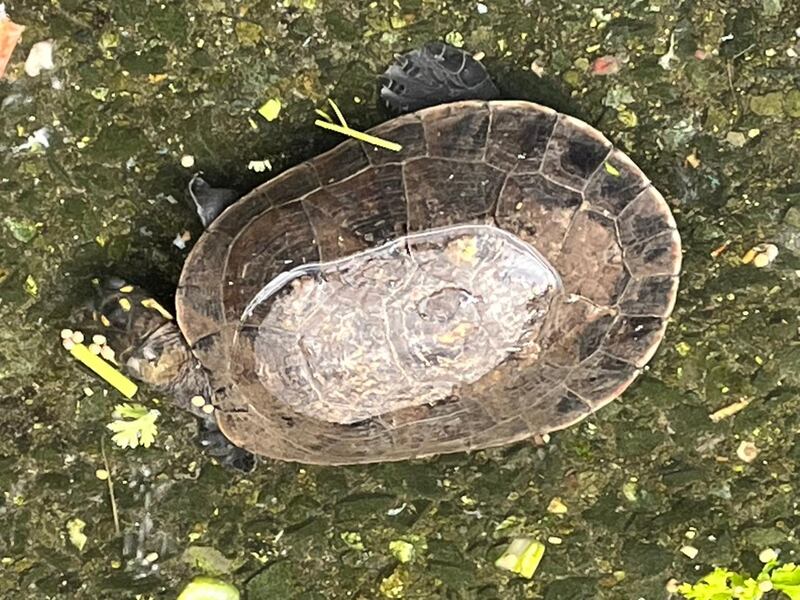 Así rescataron a más de 25 animales silvestres en Cali.