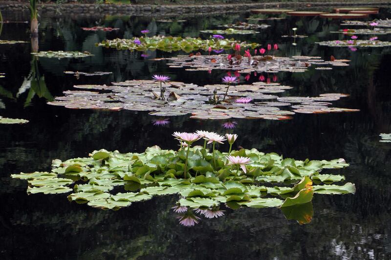 En Cali inaugurarán el Jardín Botánico de Cali, un espacio que reúne la vegetación y la flora del Valle del Cauca.