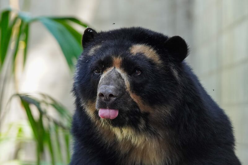 Oso andino en el Parque de la Conservación de Medellín