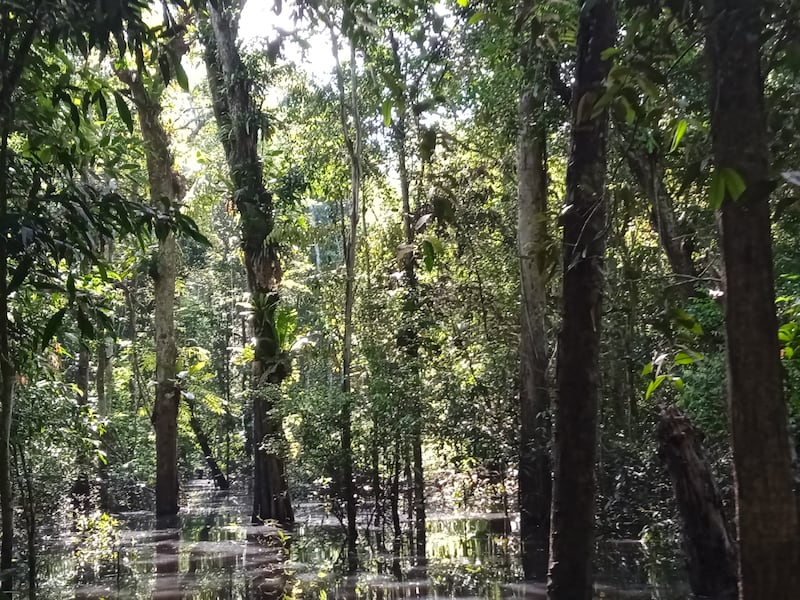 Selva de rebalse en Matavén.