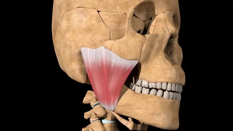 Descubrieron una nueva parte del cuerpo humano