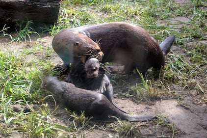 Nacieron tres nutrias gigantes en el zoológico de Cali.