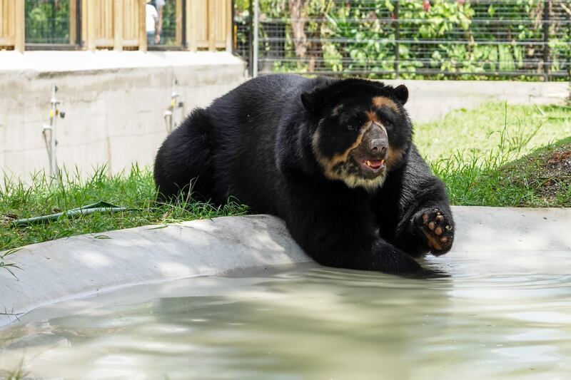 Oso andino en el Parque de la Conservación de Medellín