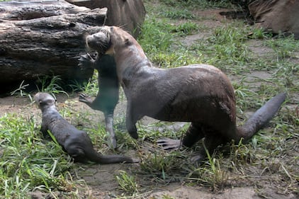 Nacieron tres nutrias gigantes en el zoológico de Cali.