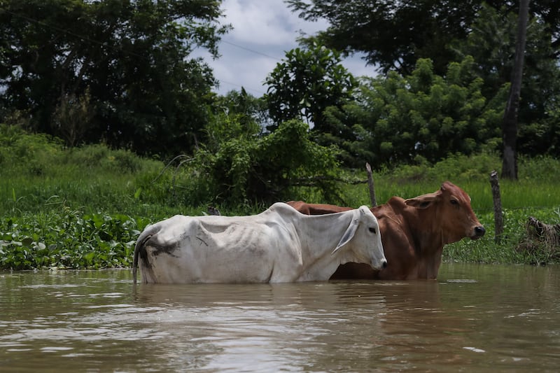 Ciénaga de Ayapel, en Córdoba, zona que hace parte del sistema hídrico de La Mojana, al norte de Colombia.