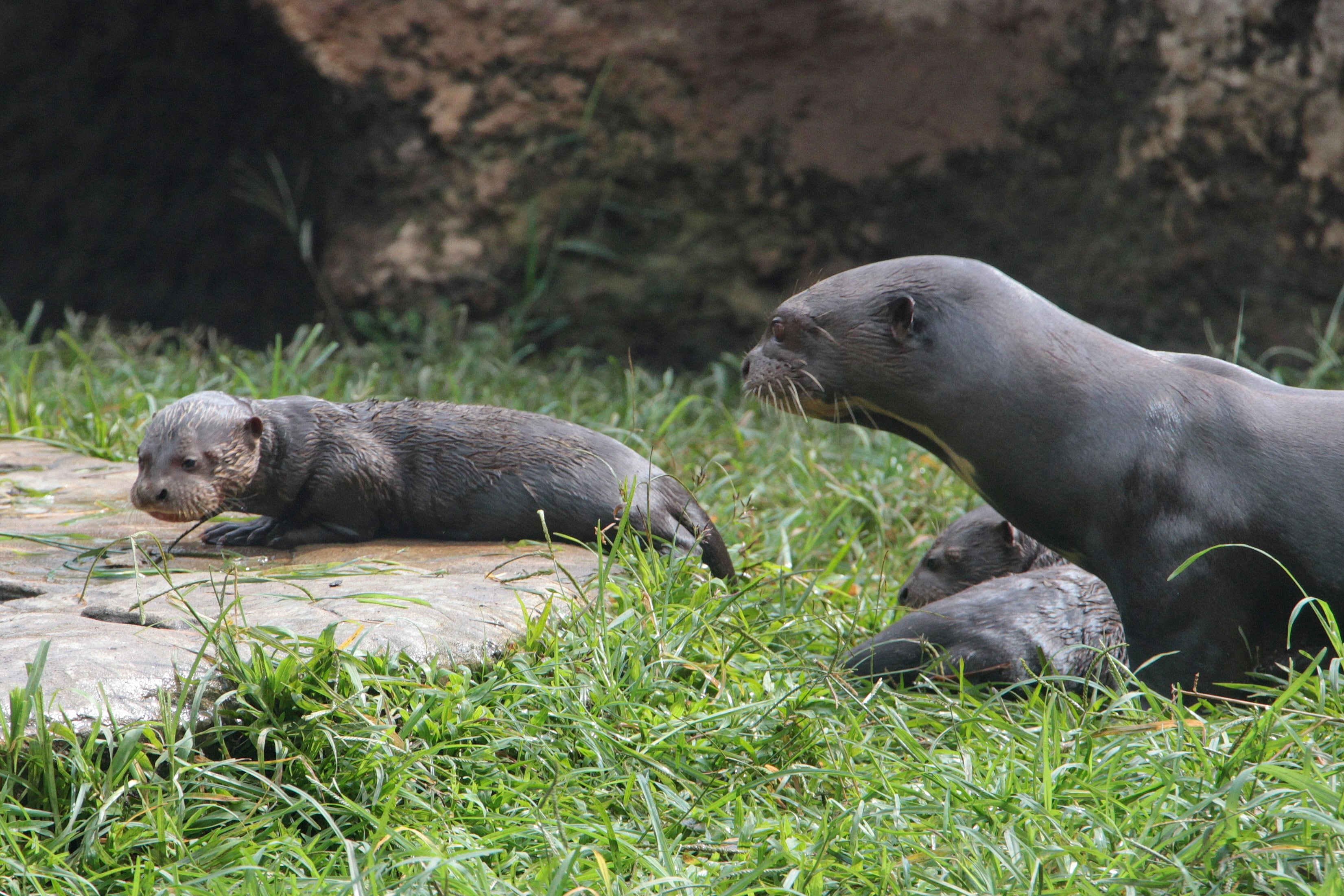 Nacieron tres nutrias gigantes en el zoológico de Cali.