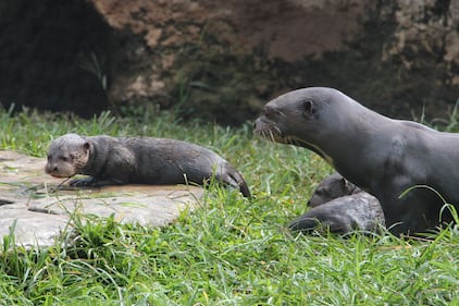 Nacieron tres nutrias gigantes en el zoológico de Cali.