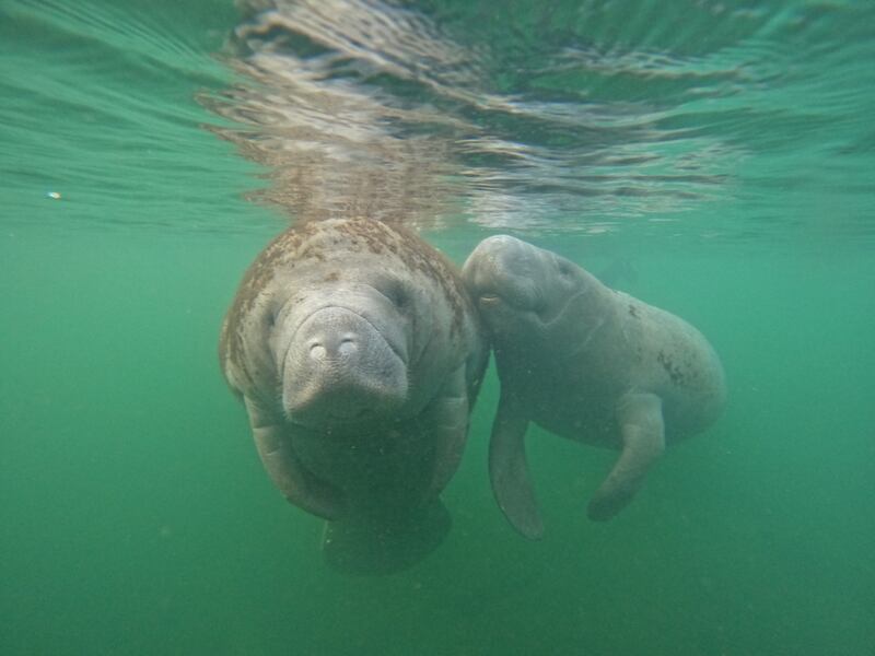 Nadar con manatíes en Crystal River, Florida