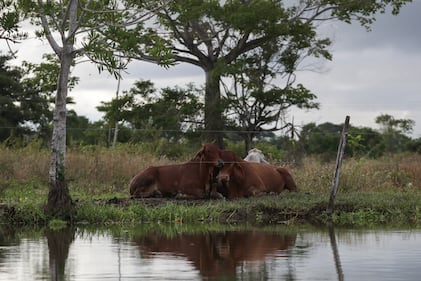 Ciénaga de Ayapel, en Córdoba, zona que hace parte del sistema hídrico de La Mojana, al norte de Colombia.