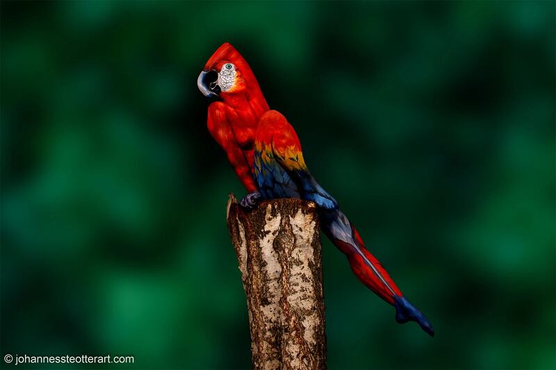 Reto visual del guacamayo