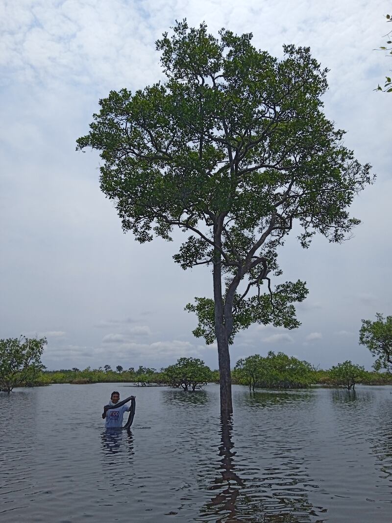 Selva inundada en Sarrapia.