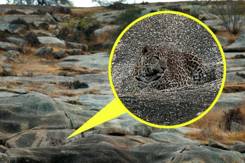 Solución al reto visual del leopardo escondido en paisaje rocoso