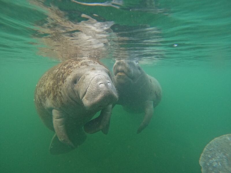 Nadar con manatíes en Crystal River, Florida