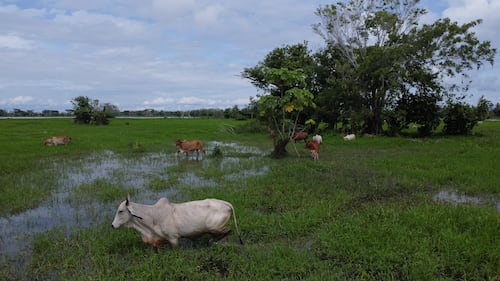 Ciénaga de Ayapel, en Córdoba, zona que hace parte del sistema hídrico de La Mojana, al norte de Colombia.